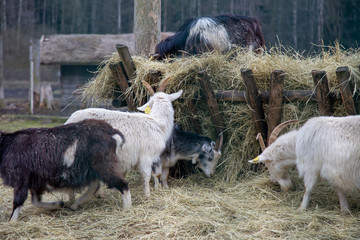ecotourism, village goats of different colors in the pen eat straw.