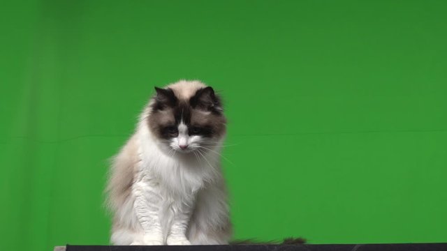 Cat ragdoll green screen