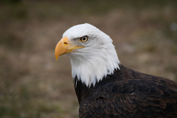 Face portrait of an American bald eagle