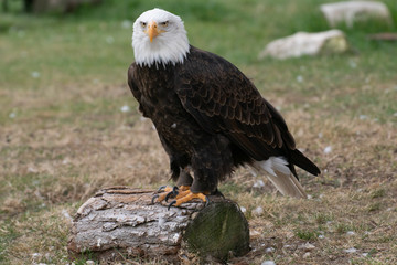 Portrait of a wild beautiful American bald eagle