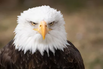 Foto op Canvas Face portrait of an American bald eagle © Azahara