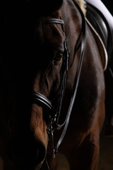 Dressage horse with mounted rider, partial section of the horse's head in the focus area tapering...