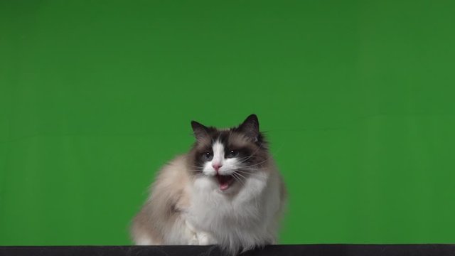 Cat ragdoll green screen