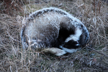 Fototapeta Borsuk śpi zwinięty w zmrożonych suchych trawach na brzegu obraz