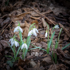 Snodrops breaking through withered leaves in spring