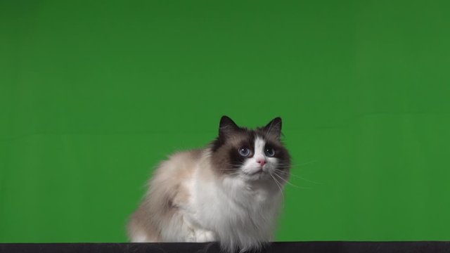 Cat ragdoll green screen