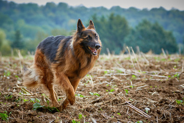 Deutscher Schäferhund rennt über ein Feld