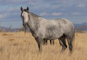 A Majestic Wild Horse in Fall in the Utah Desert