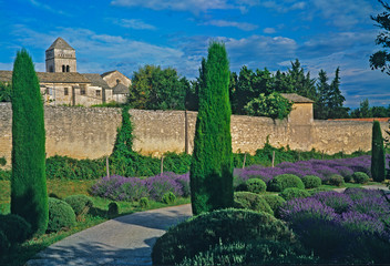 The lavender garden at the Asylum at St.Remy Provence. painted by Vincent Van Gogh