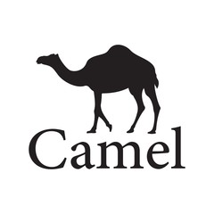 Camel illustration animal design. Vector design.