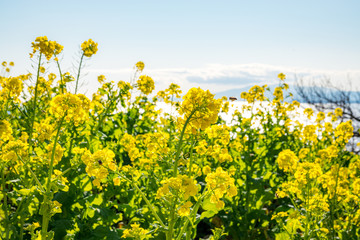 菜の花畑