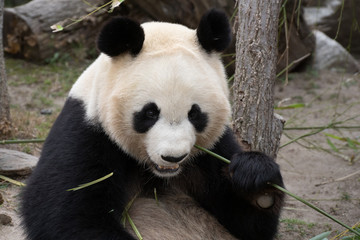 Portrait of a giant panda bear female eating bamboo
