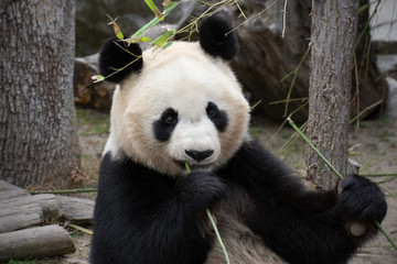 Obraz na płótnie Canvas Portrait of a giant panda bear female eating bamboo