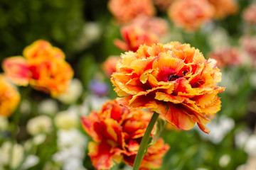 Hybrid Garden Dwarf Carnation Series Orange Flowers