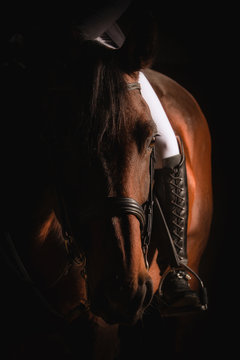 Dressage horse with rider, partial view of the horse's head in portraits from the front, photographed vertically, focus from the horse's head to the rear, the riding boot in the stirrup.