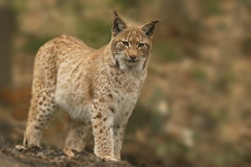 Cute young lynx in the forest. Wildlife scene from Europe. Wild cat in the nature forest habitat.