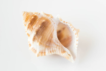 Fototapeta na wymiar A beautiful sea shell
