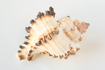 A beautiful sea shell