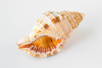 A beautiful sea shell