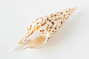 A beautiful sea  spotted shell