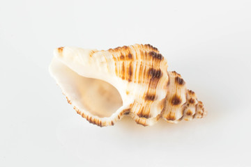 A beautiful sea shell