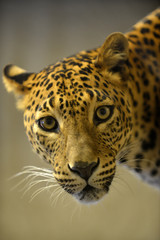 Looking leopard - portrait