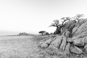 Rocks and baobab tree on Kubu Island in black-and-white