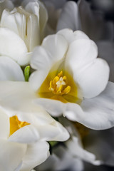 pestle and stamens of a white blooming tulip. Bouquet of white tulips