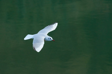 Gaviota cabecinegra