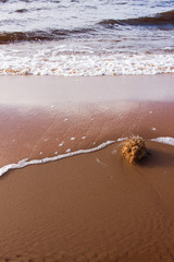 Dry grass clump is washed ashore by sea waves. A tuft of grass and seaweed lays at the beach. Beautiful sea landscape with sand and waves.
