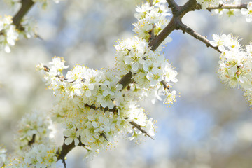 Schlehdorn (Prunus spinosa) im Frühjahr	
