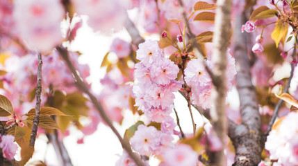 boccioli di fiori in primavera 