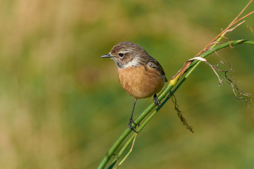 Tarabilla hembra