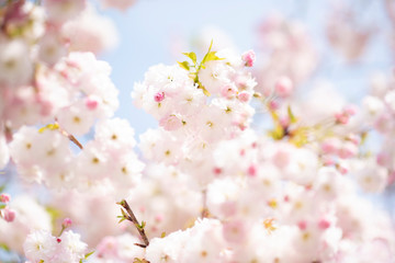 boccioli di fiori in primavera 