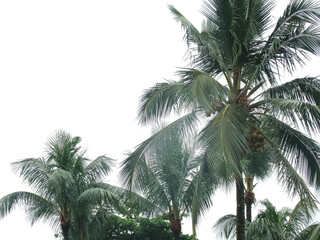 Fototapeta na wymiar palm tree and blue sky