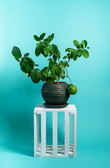 Home gardening: Lemon tree in a large green pot on a blue background.