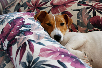 Cute one year old Jack Russel terrier puppy with folded ears chilling on bunch of cushions with colorful exotic palm tree leaf print. Adorable small breed doggy. Close up, copy space, background.