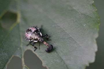Nymphe der Marmorierten Baumwanze (Halyomorpha halys