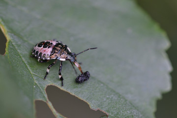 Nymphe der Marmorierten Baumwanze (Halyomorpha halys