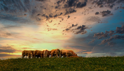 Fototapeta na wymiar cow in a field and sunset