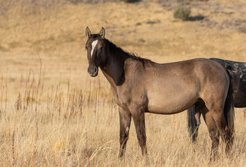 A Majestic Wild Horse in Fall in the Utah Desert