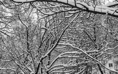 Winter branches covered with snow. Winter city background