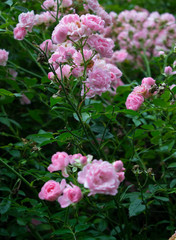 Rose bush with little light-pink flowers