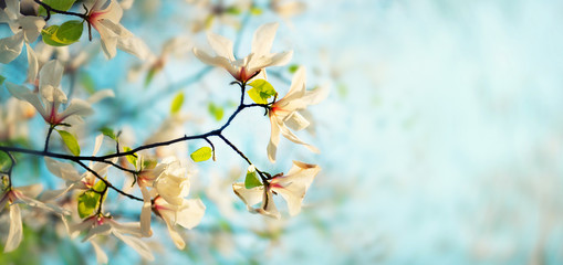 Flowering magnolia tree flowers on the background of the spring sky. Floral background, springtime...