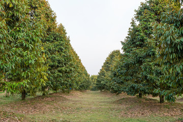 Durian tree in the garden