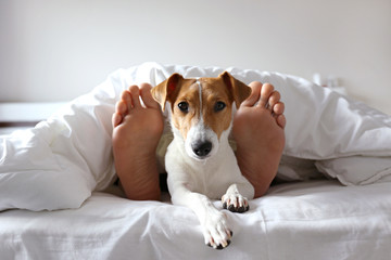 Emotional support animal concept. Sleeping man's feet with jack russell terrier dog in bed. Adult male and his pet lying together on white linens covered with blanket. Close up, copy space, background