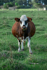 Fototapeta na wymiar Vaca en el campo