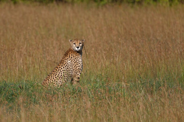 Gepard