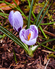 Crocuses in the spa gardens Baden Baden_Germany, Europe