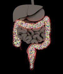 Anatomy illustration of the human digestive system. 3D illustration